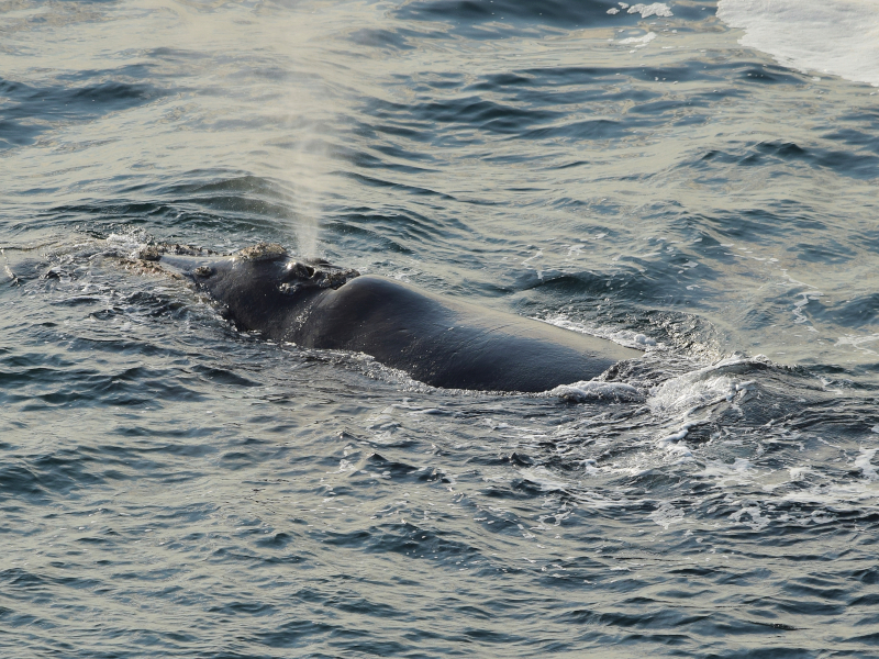 Southern Right Whale, Eubalaena australis, close to land, resting at sea surface. Water sprayed out of blowhole. Hermanus, Garden Route South Africa